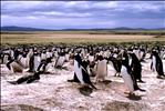 Gentoo Penguins